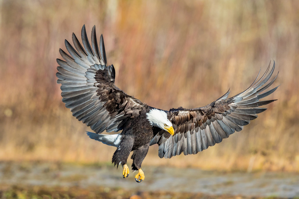 Eagle Flight von Mike Centioli