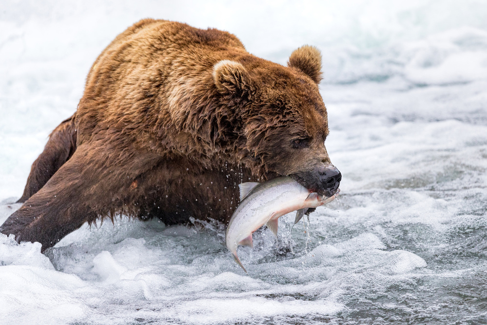 Brown Bear Fishing von Mike Centioli