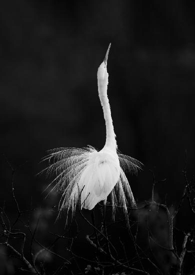 Spreading Feather