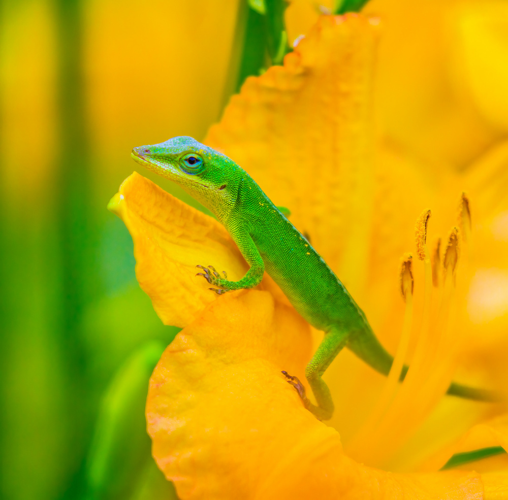 A Green Anole in A Flower von Mike He