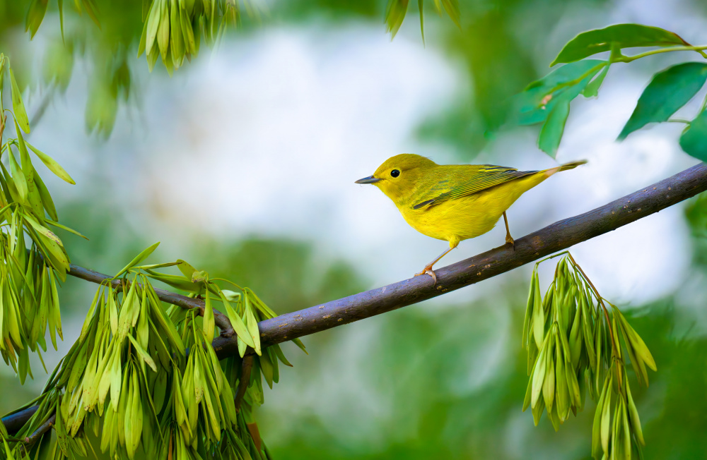 Yellow Warbler von Mike He