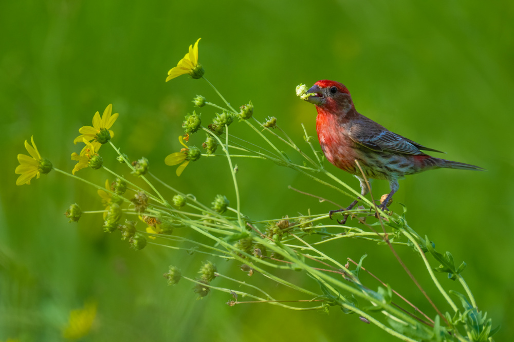 House Finch and Flowers von Mike He