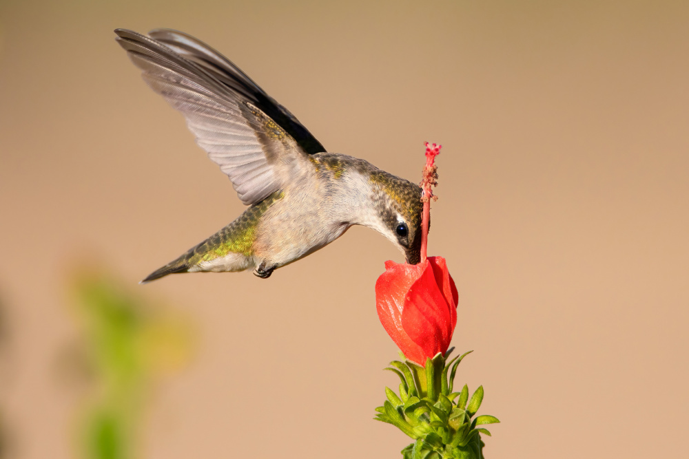 Hummingbird and Flower von Mike He