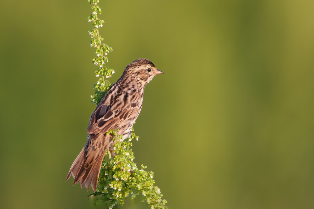 Savannah Sparrow von Mike He