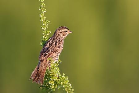 Savannah Sparrow