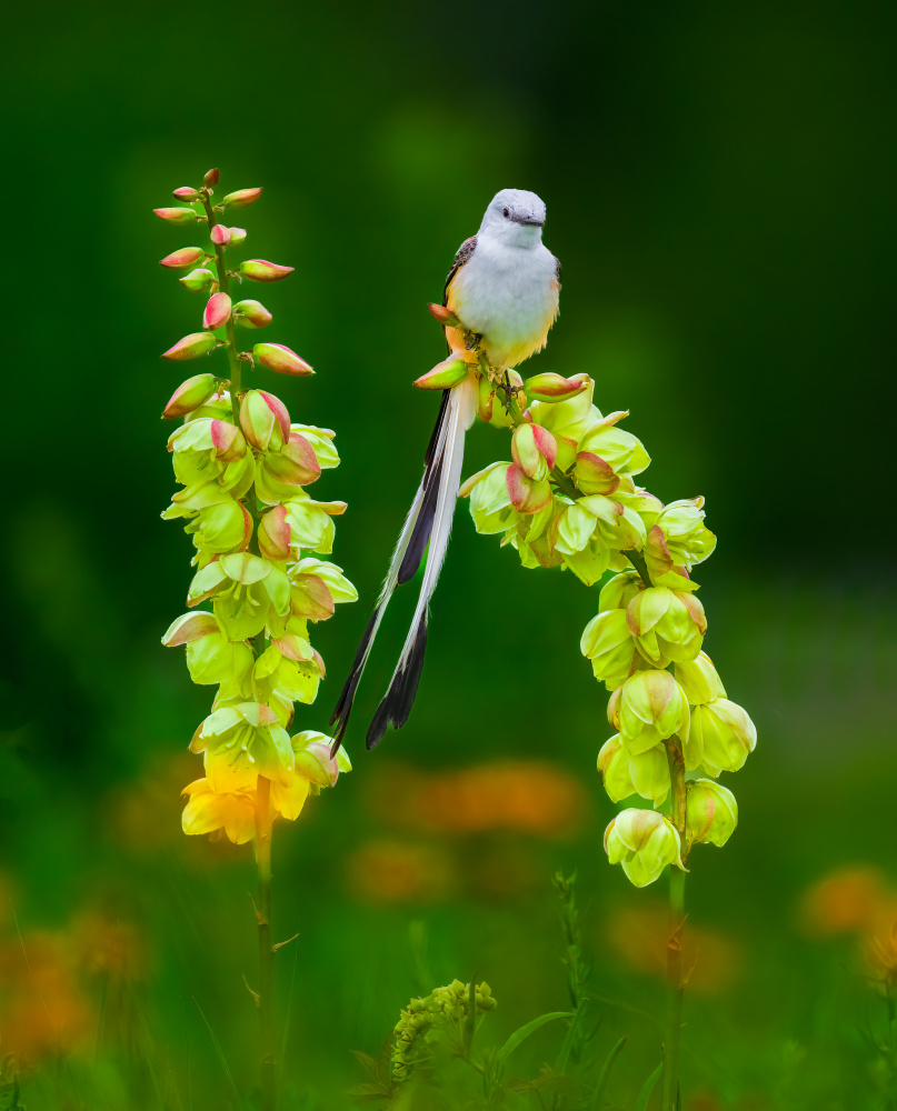 Scissor-tailed Flycatcher and Flowers von Mike He