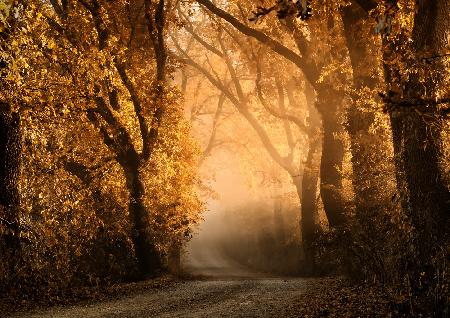 Tuscan Dream Alley III