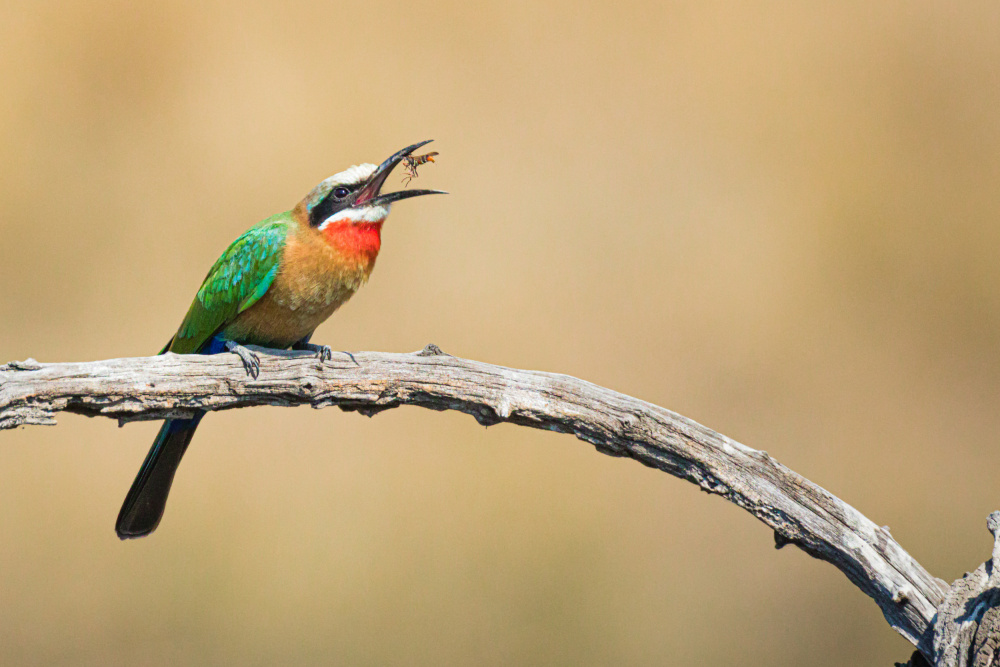 Bee eater, eating a bee von Mike Taylor