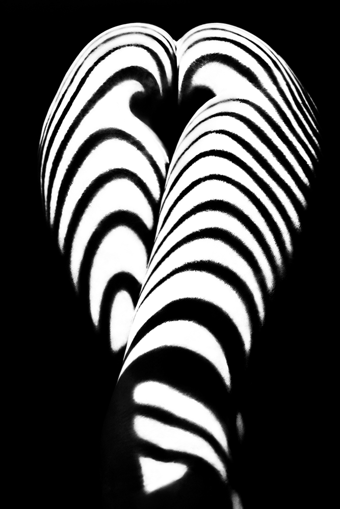 zebra ass 2 von Mikhail Faletkin