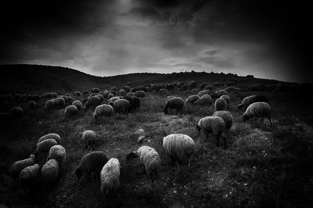 The sheep in the valley von Miki Meir Levi