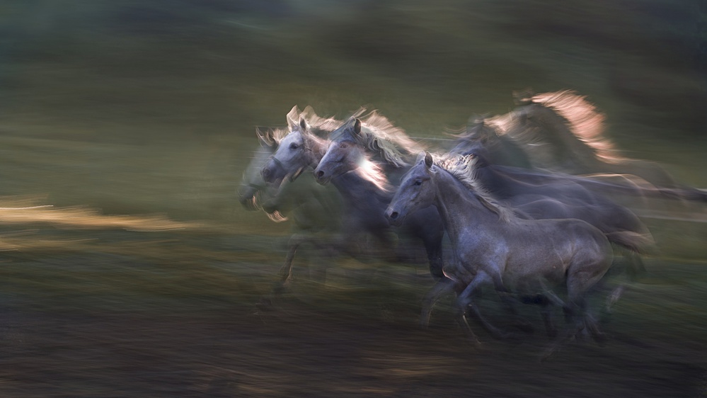 sequence of the gallop von Milan Malovrh