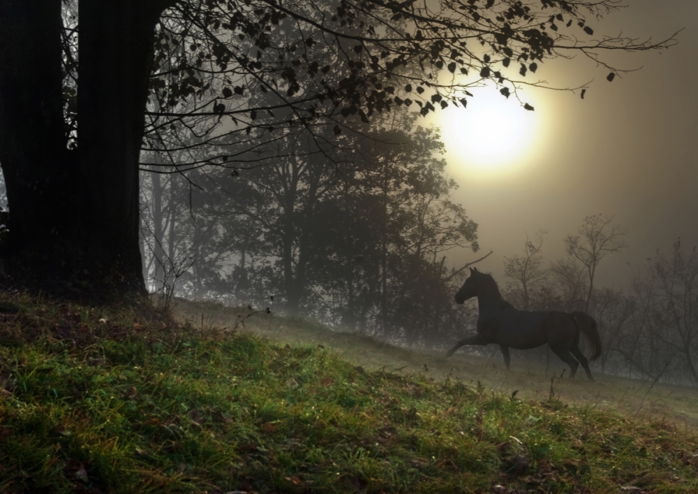 Alone von Milan Malovrh