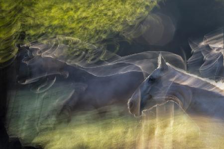 in the pasture