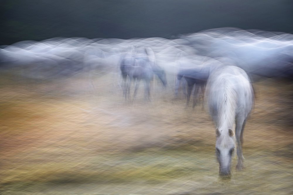 On the pasture von Milan Malovrh