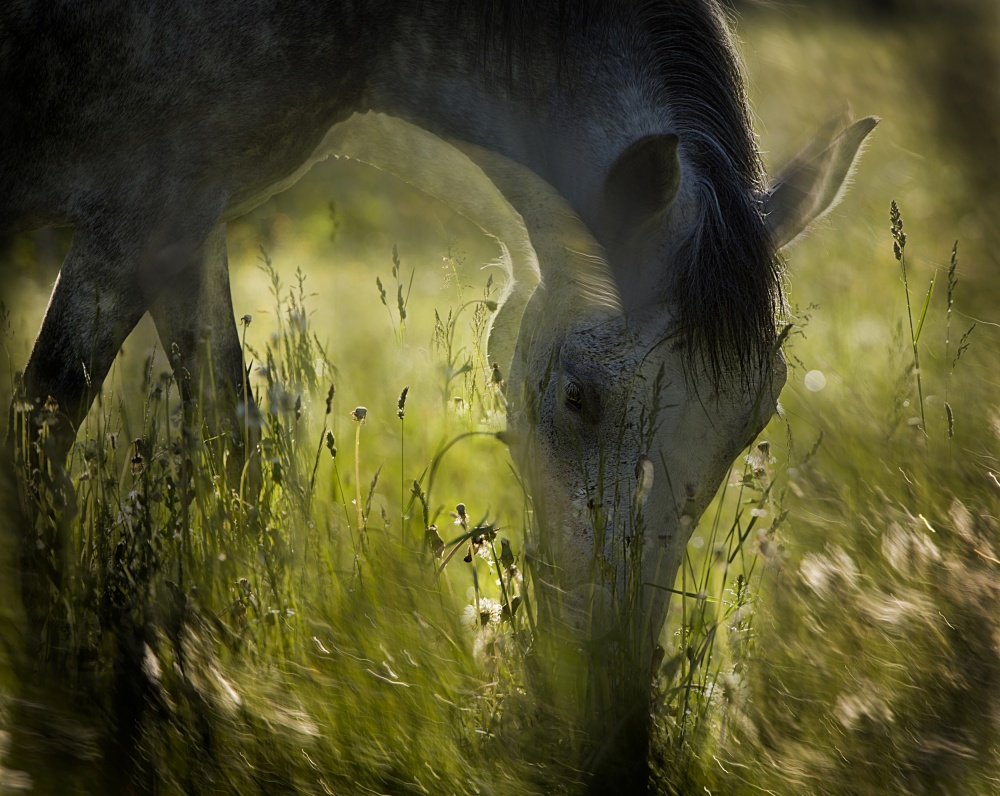 on pasturage von Milan Malovrh