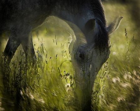 on pasturage