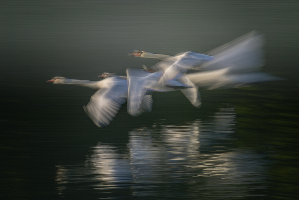 flight von Milan Malovrh