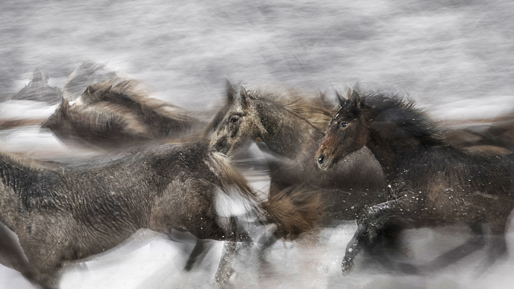 joy in the snow von Milan Malovrh