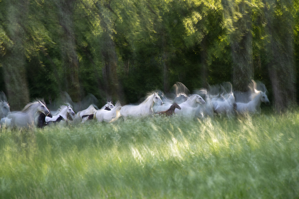 Spring gallop von Milan Malovrh