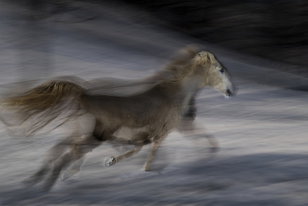 Gallop von Milan Malovrh