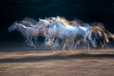 Gallop