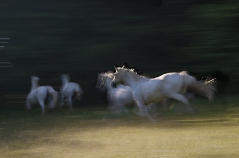 gallop through a shadow von Milan Malovrh