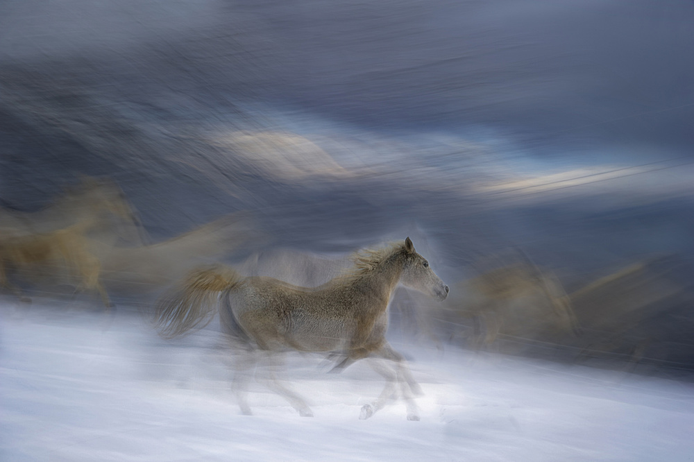 Gallop in the Snow von Milan Malovrh