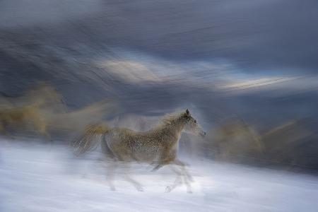 Gallop in the Snow