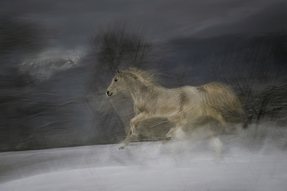 Gallop in the Snow von Milan Malovrh