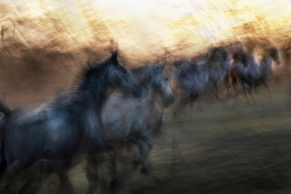 gallop to the unknown von Milan Malovrh