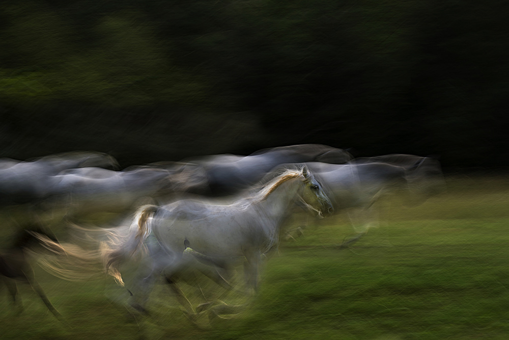 Galloping von Milan Malovrh