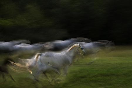 Galloping