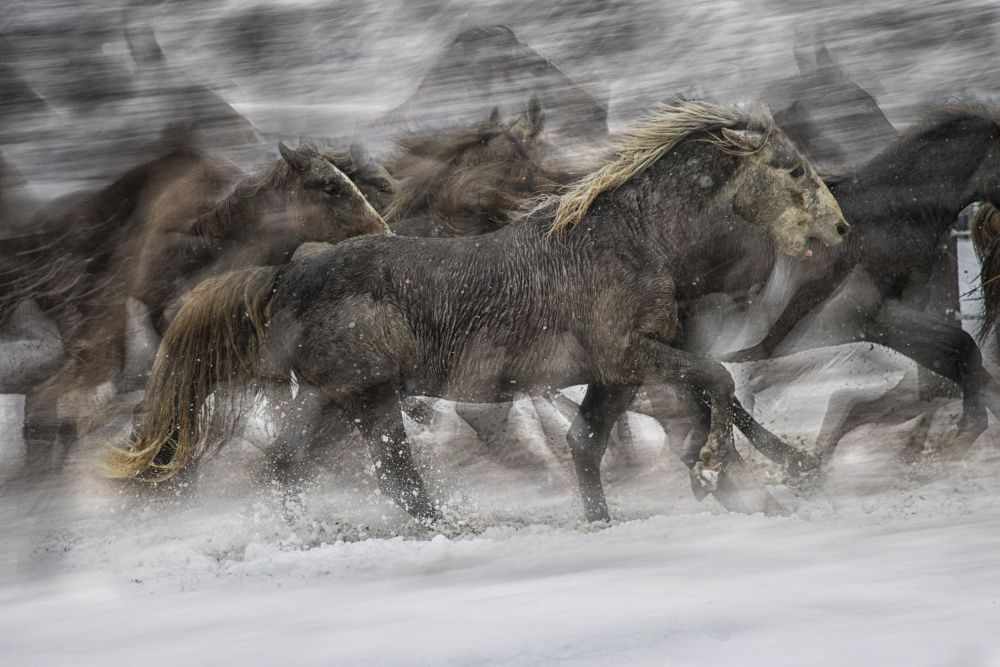 Galloping 2 von Milan Malovrh