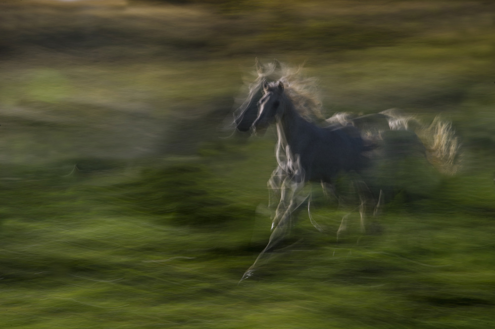 Galloping von Milan Malovrh