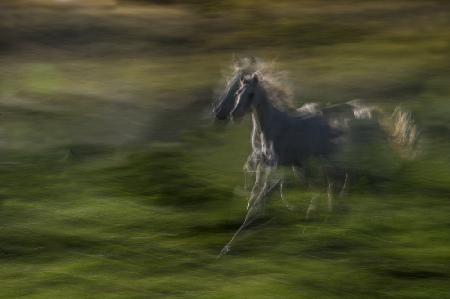 Galloping