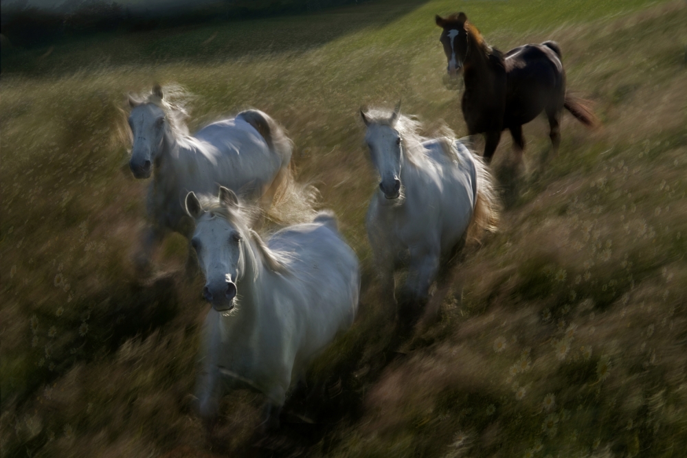 Gallop in von Milan Malovrh