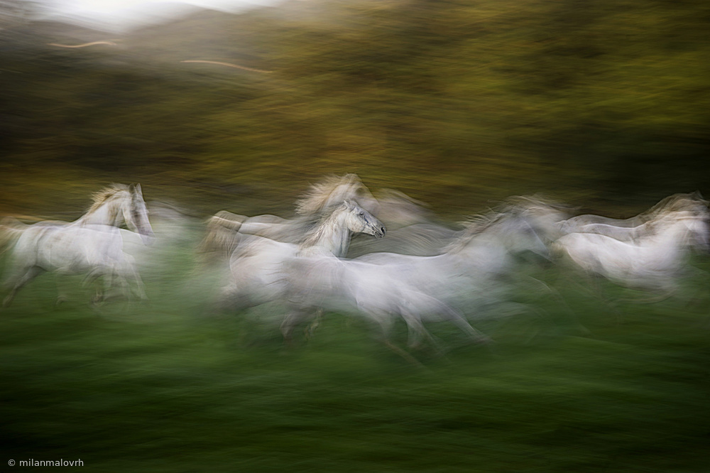 Gallop across the field von Milan Malovrh