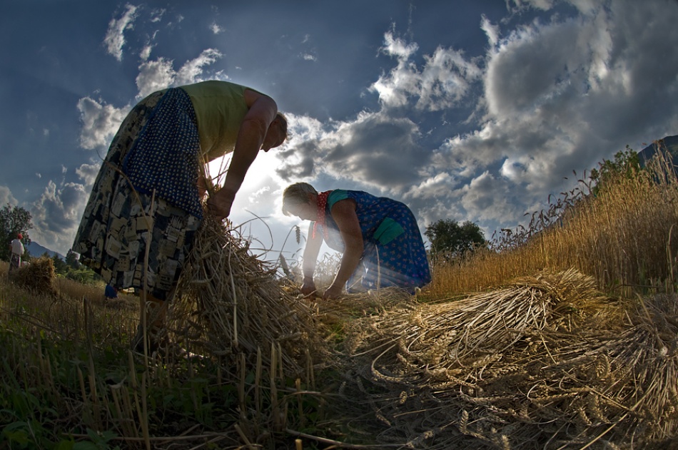 grain harvest von Milan Malovrh