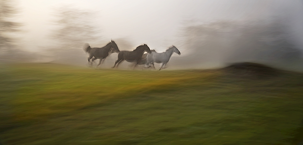 autumn gallop von Milan Malovrh