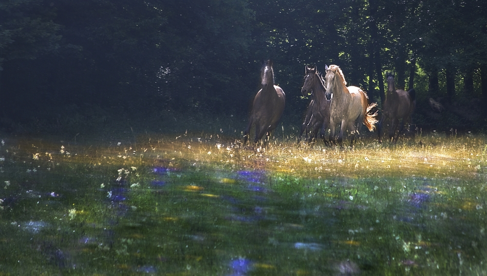 their garden von Milan Malovrh