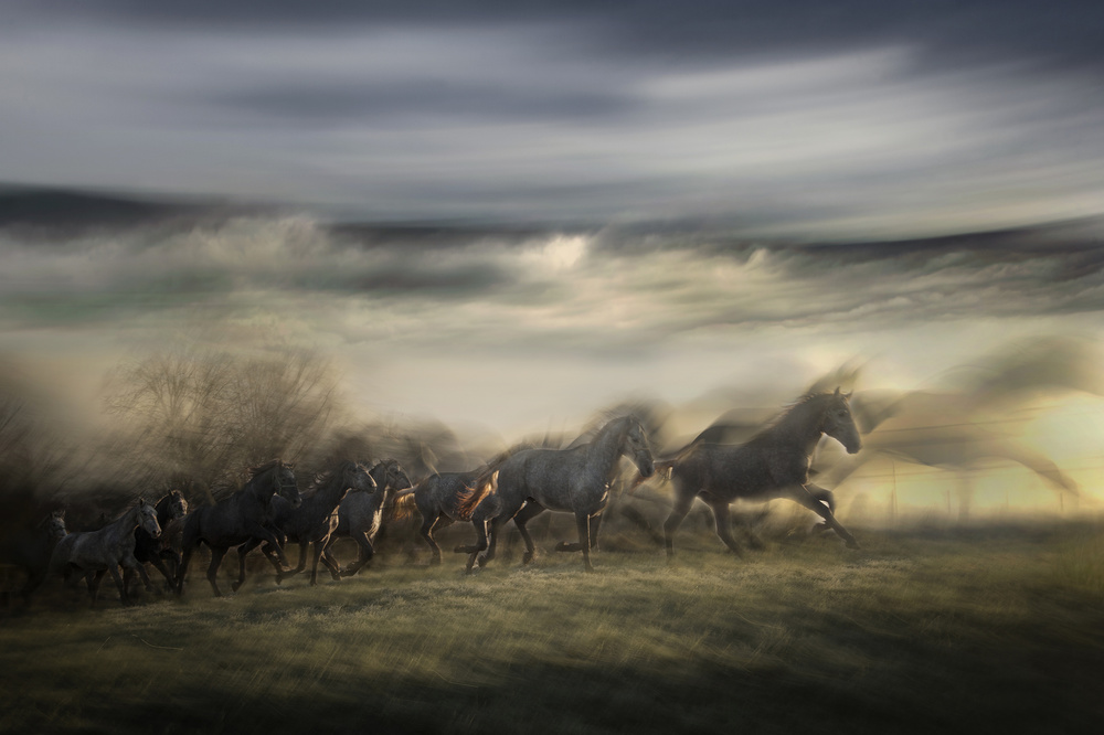 in gallop von Milan Malovrh