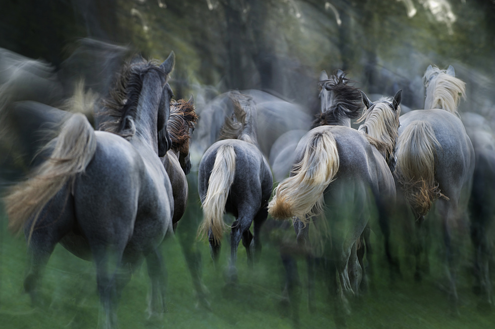 in the gallop von Milan Malovrh