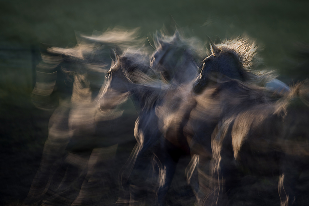 in the gallop von Milan Malovrh