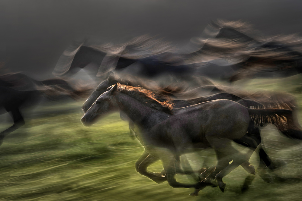 In gallop von Milan Malovrh