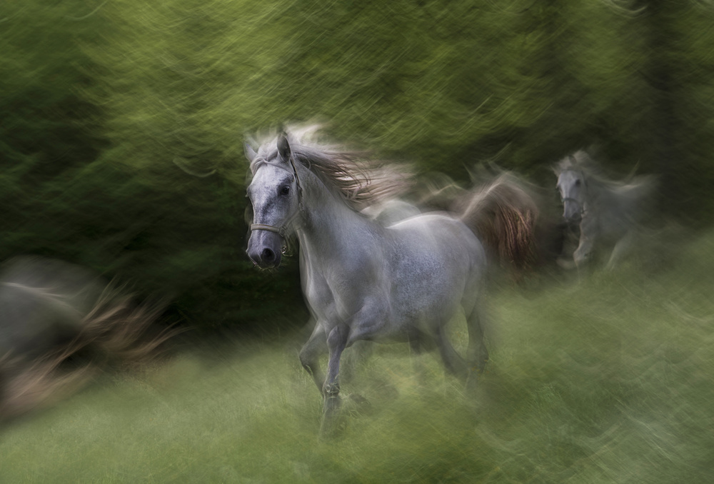 Lipizzaner von Milan Malovrh