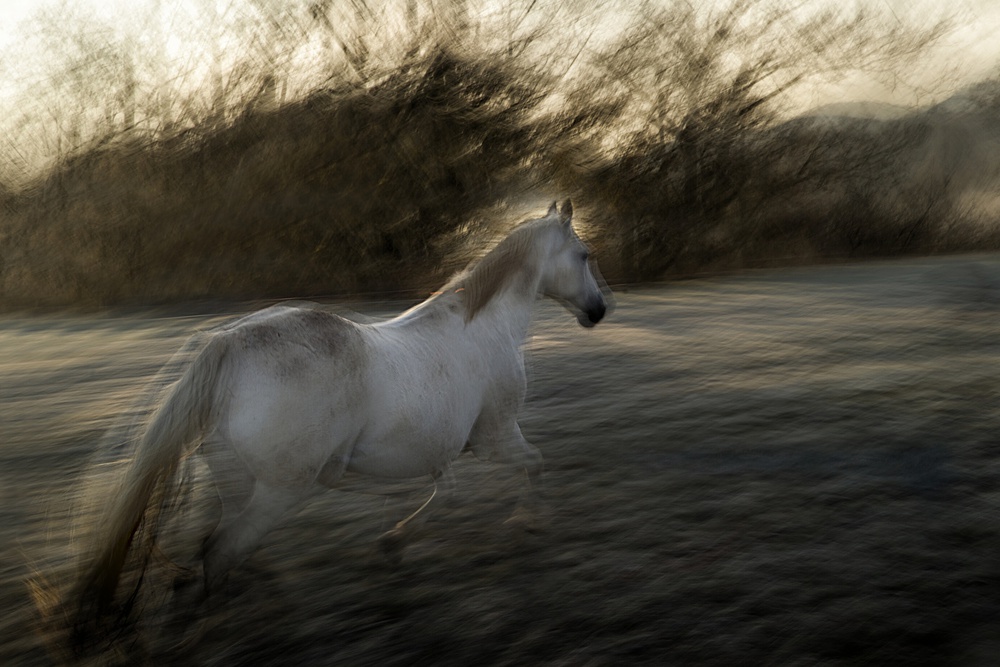 Lipizzan foal von Milan Malovrh