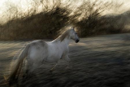 Lipizzan foal