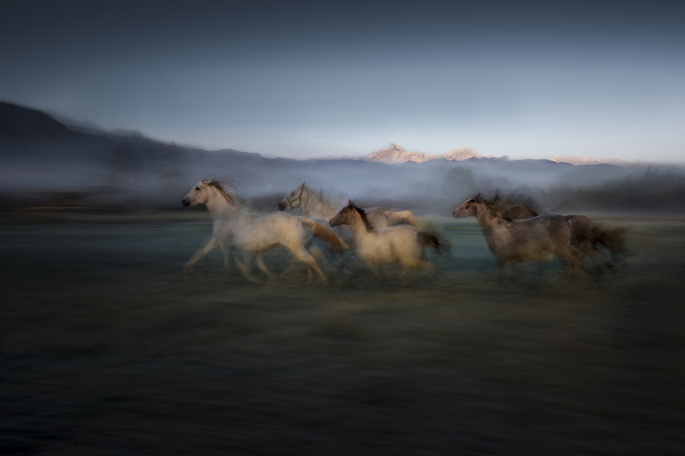 morning gallop von Milan Malovrh