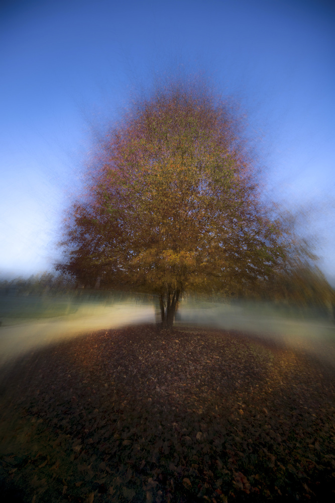 mystical  tree von Milan Malovrh