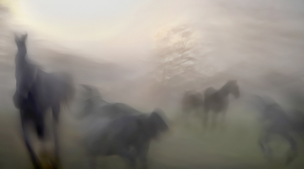 Horses von Milan Malovrh